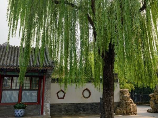 Người xưa dặn 'trước cửa không trồng 3 cây, trong nhà không treo 3 vật', phạm phải cả đời lao đao, đó là gì?