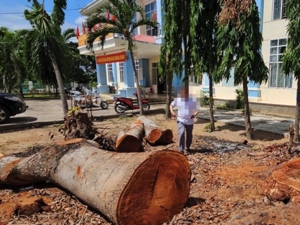 Cưa bán nhiều cây ở trụ sở trước khi sáp nhập: Chủ tịch phường cũng mua