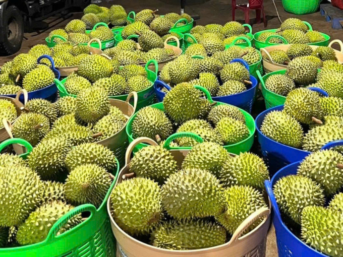 Xuất khẩu sầu riêng lao dốc, hàng nhập khẩu lại tăng tới hơn 500%