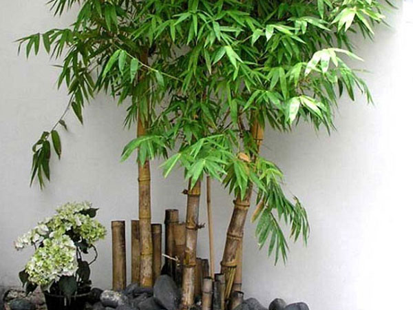 Sắp hết năm, trồng ngay những cây này trước nhà để đón nhiều tài lộc