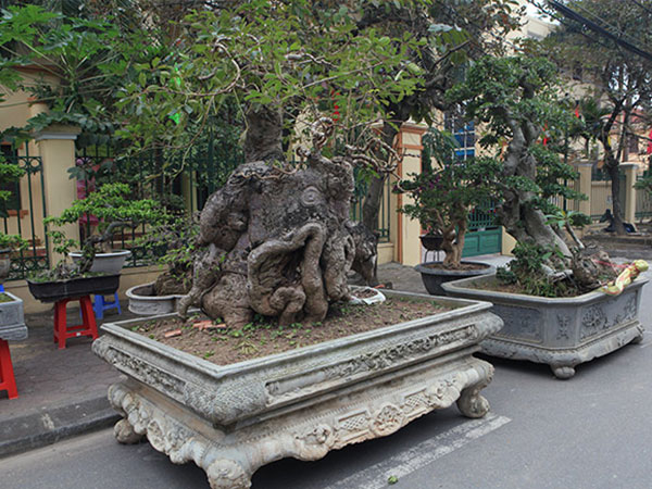 'Kỳ hoa dị thảo' dồn dập đổ về Hà Nội, dân chơi cây cảnh phát sốt