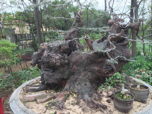 Chiêm ngưỡng loạt cây cảnh tiền tỷ 'tụ hội' tại Hà Nội