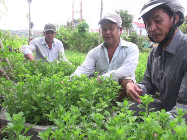 Phú Yên: Người dân 'đứt ruột' nhổ hàng ngàn chậu hoa Tết vì nghi giống kém chất lượng