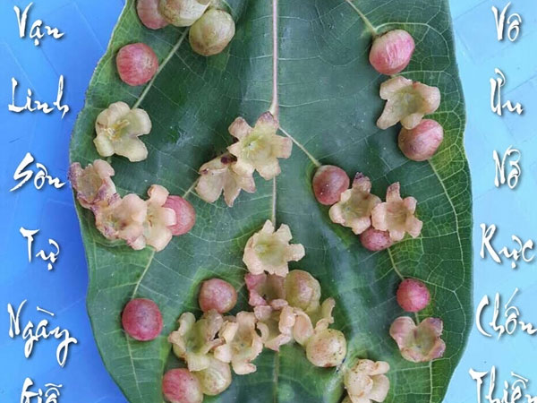 Kỳ lạ hàng trăm bông hoa mọc trên lá sung ở chùa Vạn Linh