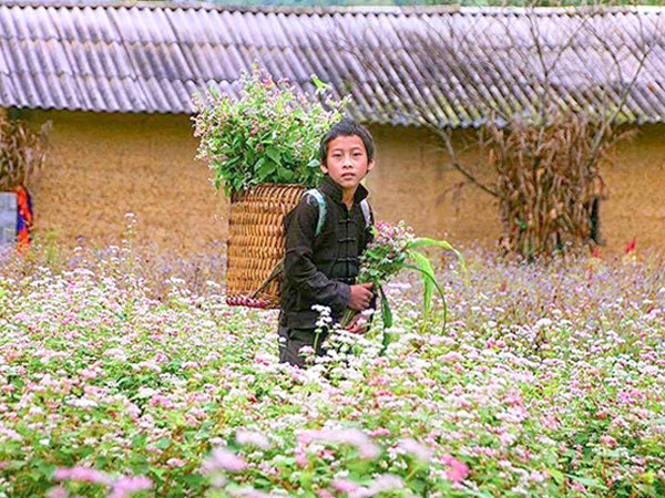 'Phát cuồng' vẻ đẹp hoa tam giác mạch bung nở trên sườn núi đá Hà Giang