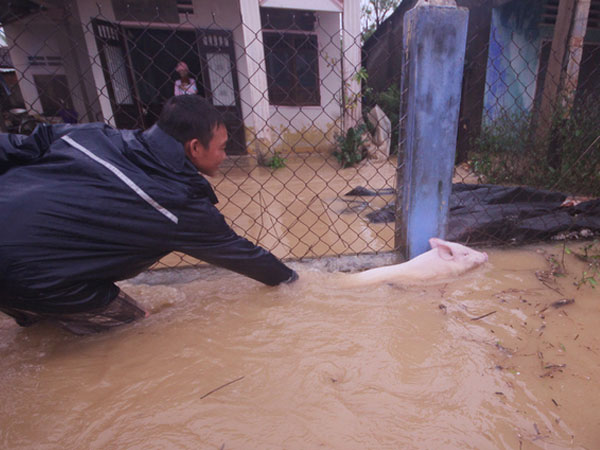 Người dân Quảng Nam đưa heo, bò chạy lũ