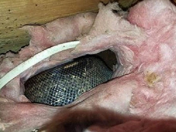 Thấy tiếng ồn trên tầng gác mái suốt nhiều năm, cặp vợ chồng gặp phải cảnh tượng đáng sợ