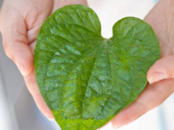 Trầu đâu chỉ để nhai cho vui, trị mụn, trắng răng, trầu làm được hết!