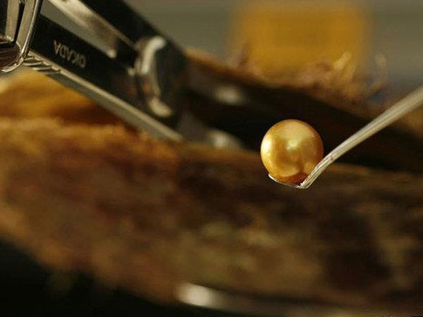Ngọc trai vàng: Giá gần 14 triệu/gram, nuôi 2-5 năm mới đủ lớn