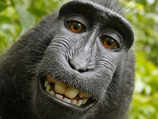 Con khỉ Indonesia được PETA bầu là 'Nhân vật của năm'
