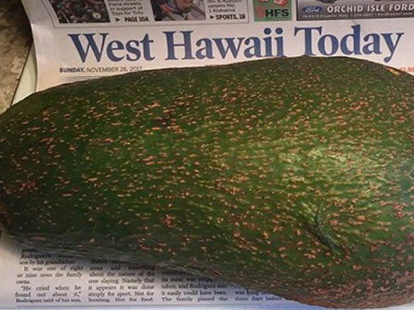 Quả bơ 2,4 kg có thể phá kỷ lục thế giới ở Hawaii