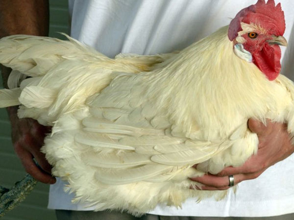 Thịt gà sang chảnh giá 1 triệu đồng/kg có gì đặc biệt?