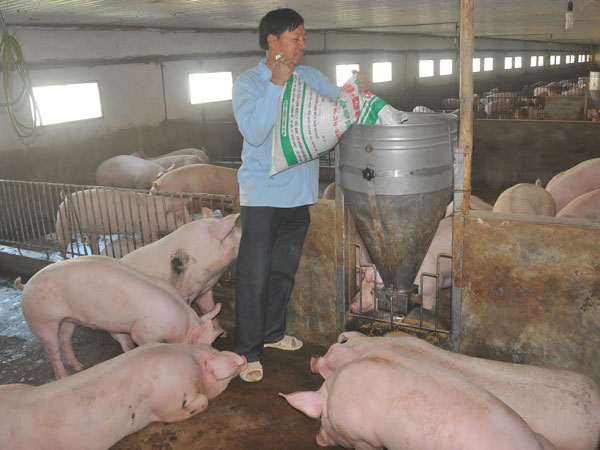 Mất 100.000 tỷ vì khủng hoảng thịt lợn: Gửi 'tâm thư' kêu lên Thủ tướng