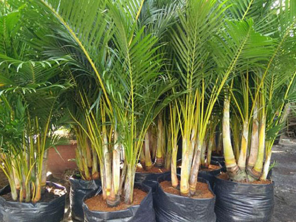 Cuối năm, trồng cây dừa cảnh trước nhà để năm mới thần tài luôn gõ cửa