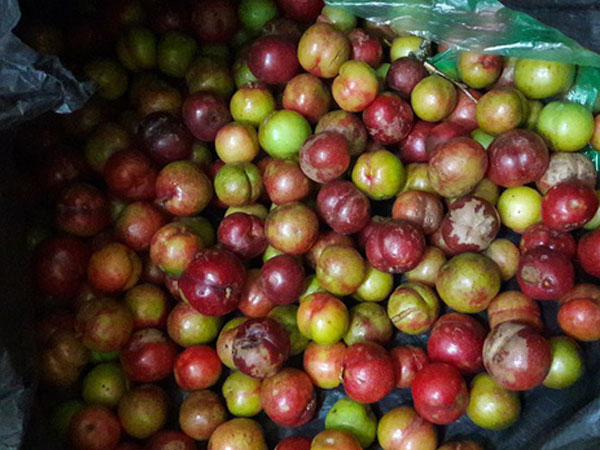 Mận trái mùa giá 'chát', chị em công sở vẫn tranh nhau mua
