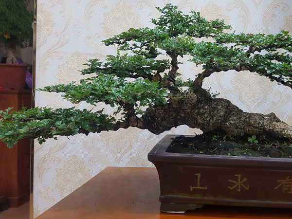 Cây cảnh có bộ rễ 'quái vật': Trông như củi khô hét giá trăm triệu