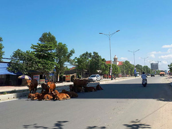Chủ tịch huyện ở Hà Tĩnh đề xuất làm đường cho trâu bò đi qua quốc lộ