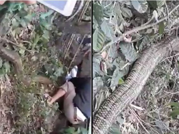 Công an truy tìm danh tính nhóm người vây bắt rắn hổ mang khổng lồ ở Vĩnh Phúc
