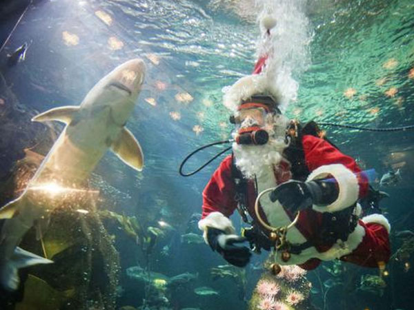 Hút khách bằng ông già Noel trong bể cá
