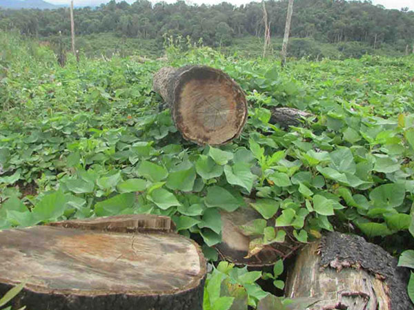 Bắt chủ rừng thuê người chặt 264 cây thông