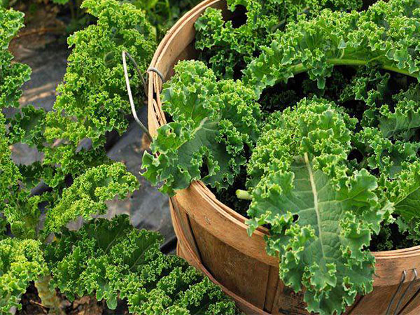 Trời lạnh, còn chần chừ gì mà không trồng rau cải xoăn Kale - nữ hoàng rau xanh