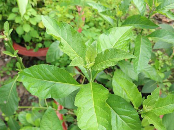 Cây mật gấu: Loại cây chữa bách bệnh trồng tại nhà như thế nào?