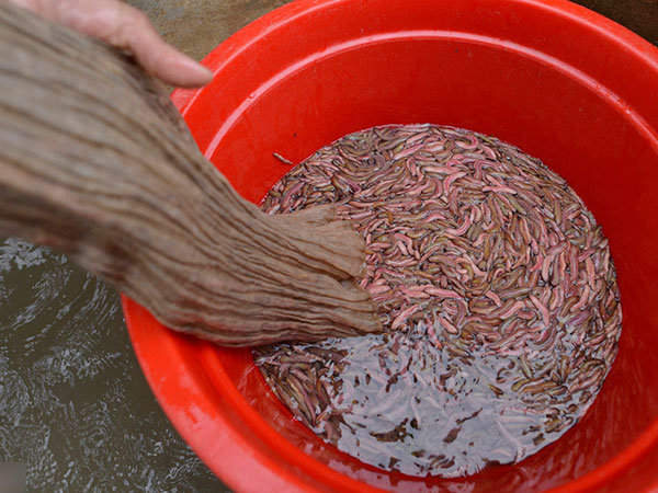 Mùa đặc sản 'lộc trời' độc đáo ở Hải Dương