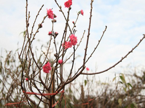 'Đột nhập' vườn đào Nhật Tân, ngắm hoa đào nở sớm, đẹp lung linh dưới nắng đông dù Tết còn 2 tháng