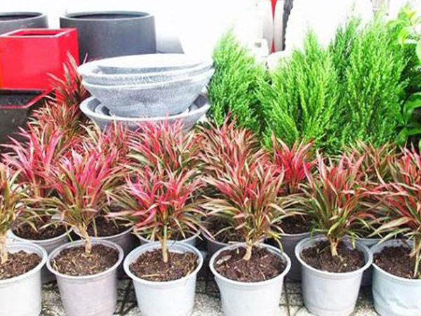 Trồng cây phát tài đỏ để cả năm phát tài, phát lộc, thuận buồm xuôi gió