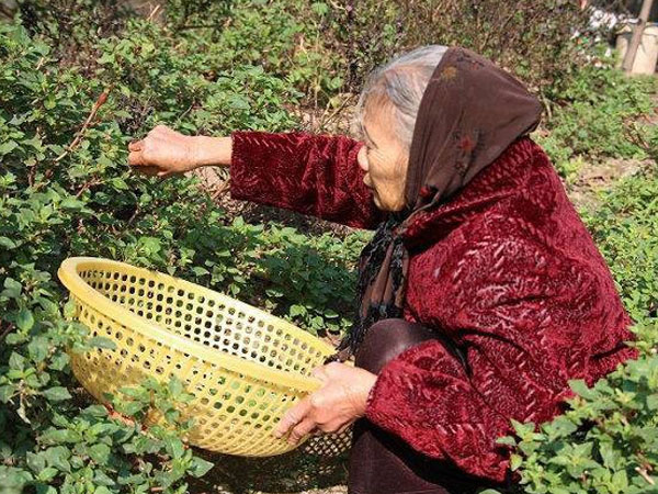 Hà Nội: Cả đời tích cóp được hơn 200 triệu đồng, cụ bà 88 tuổi mang đi đóng hụi, khi đòi nợ, chủ hụi chỉ móc trả 239.000 đồng