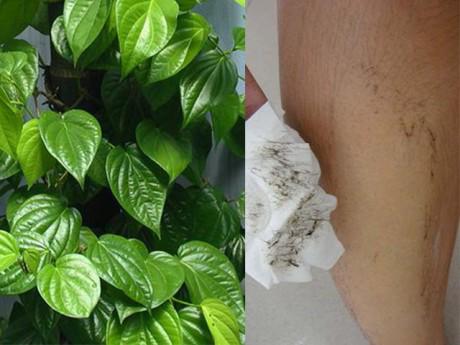 Những cách tẩy lông sạch bách tại nhà dễ ợt mà hiệu quả cực kỳ