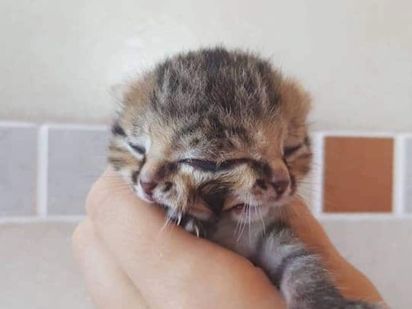 Chú mèo có tới hai khuôn mặt cùng mọc trên một đầu duy nhất