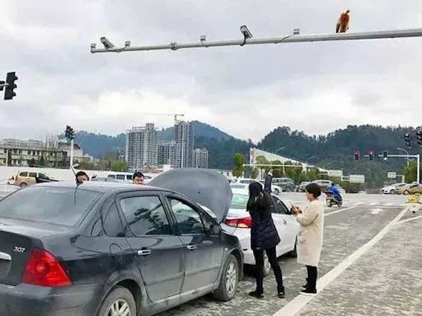 Nhìn nhầm mông khỉ là… đèn đỏ, người phụ nữ gây tai nạn liên hoàn