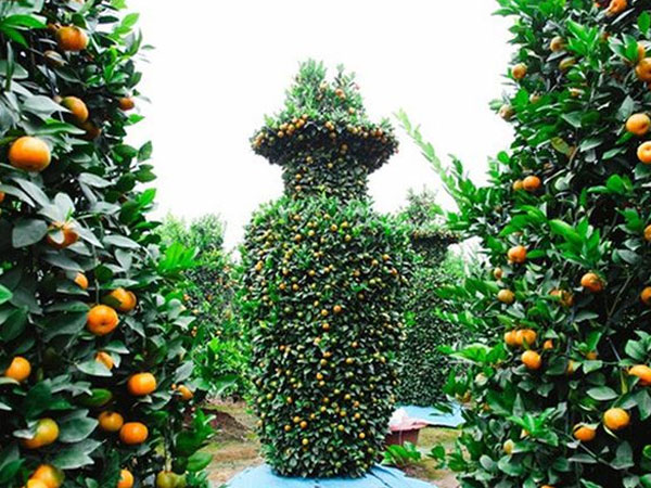 Quất lạ giá 'khủng' đón Tết