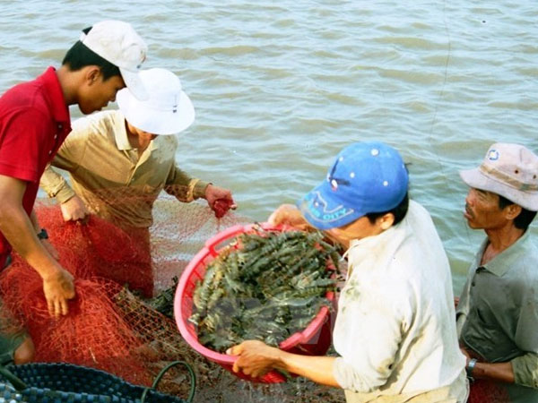 Thu hoạch tôm chạy bão, người dân Bạc Liêu bị thương lái ép giá