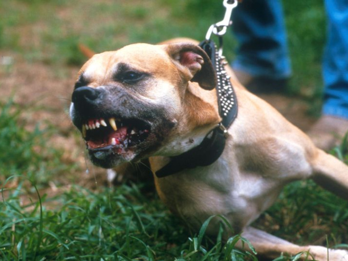 Mỹ: Cặp chó pit bull cắn chết người phụ nữ hàng xóm đêm Giáng sinh