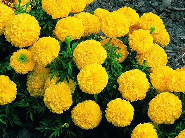 Trồng hoa chơi Tết 2018: Nhất định phải trồng hoa cúc vạn thọ vì những lý do này