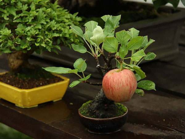 10 chậu bonsai cây ăn trái mini siêu đẹp dùng trang trí nhà dịp Tết