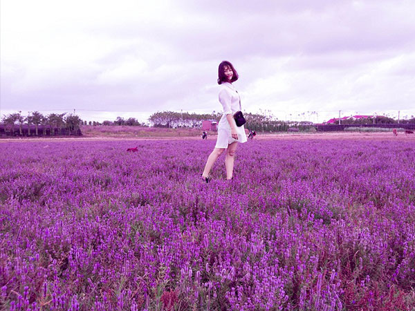 Nghỉ Tết Dương lịch: Giới trẻ mê mẩn với cánh đồng hoa tím lạ