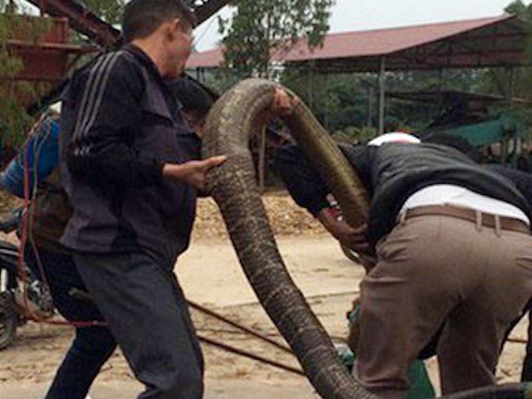 Thót tim, rắn hổ mang thở phì phì dưới gầm giường