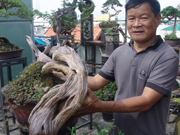Cận cảnh: Lão nông Sài Gòn phù phép gốc "củi" thành cây cảnh nửa tỷ
