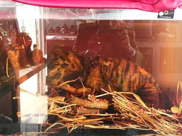 Hổ ngâm nguyên con trong hầm rượu nhà đại gia