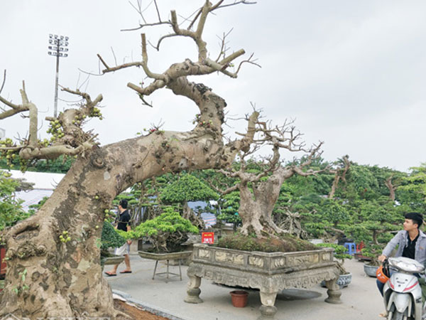 Sung kiểng cổ thụ dáng 'cực dị', quả từng chùm, giá trăm triệu đẹp cỡ nào?