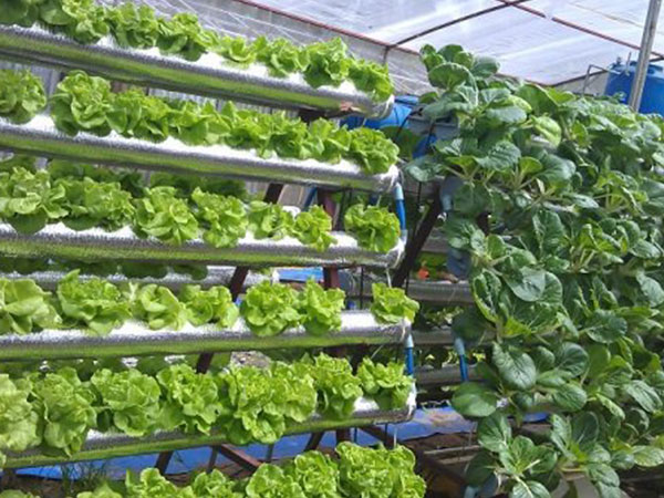 1001 cách tận dụng ống nhựa không ngờ để làm vườn, vừa nhàn vừa tiết kiệm