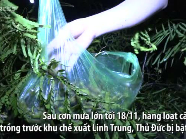 Video: Đổ xô hái me khi cây đổ sau mưa lớn ở Sài Gòn