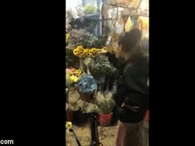 Cô dâu bức xúc quậy tung cửa hàng hoa vì bị chủ chê...'ngực lép'