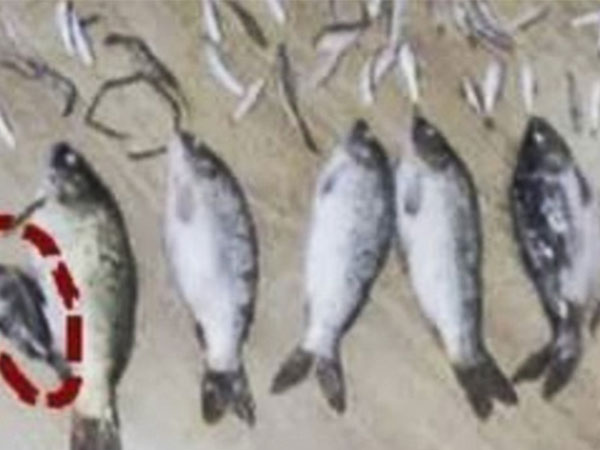 Đi tù hơn 3 năm vì giết một con cá nhỏ nặng 50 gram