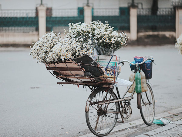 Đông về Hà Nội có mong gì đâu, chỉ chờ một mùa cúc họa mi trên phố