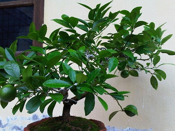 Không trồng cây này trong nhà đảm bảo rằng bạn sẽ hối hận cả đời