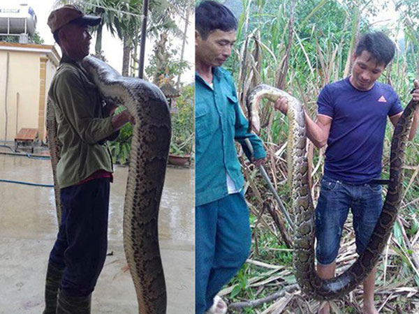 Dân vây bắt 2 con trăn 'khủng', dài hơn 5m cuộn tròn trong ruộng mía